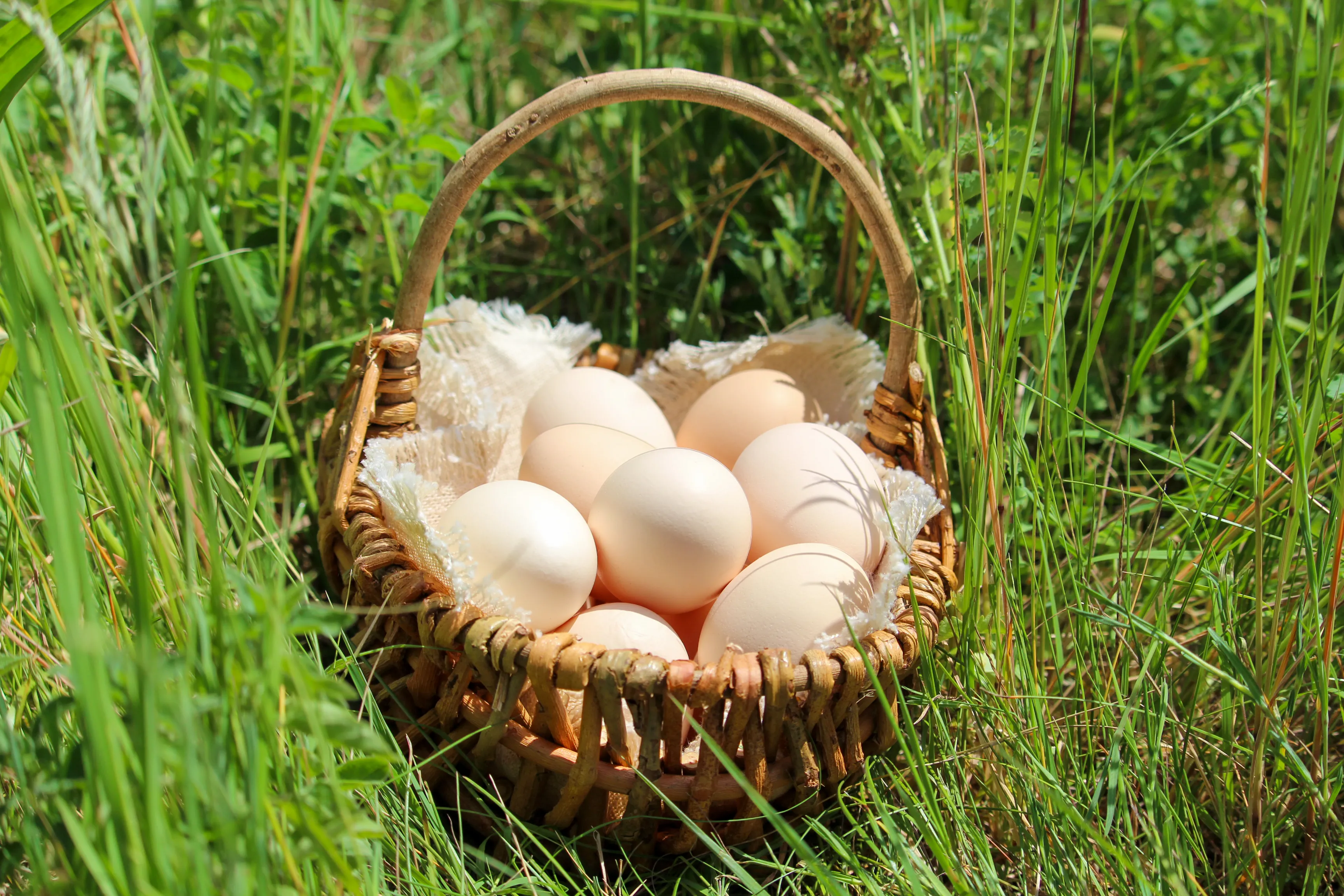 Eier-Qualität
