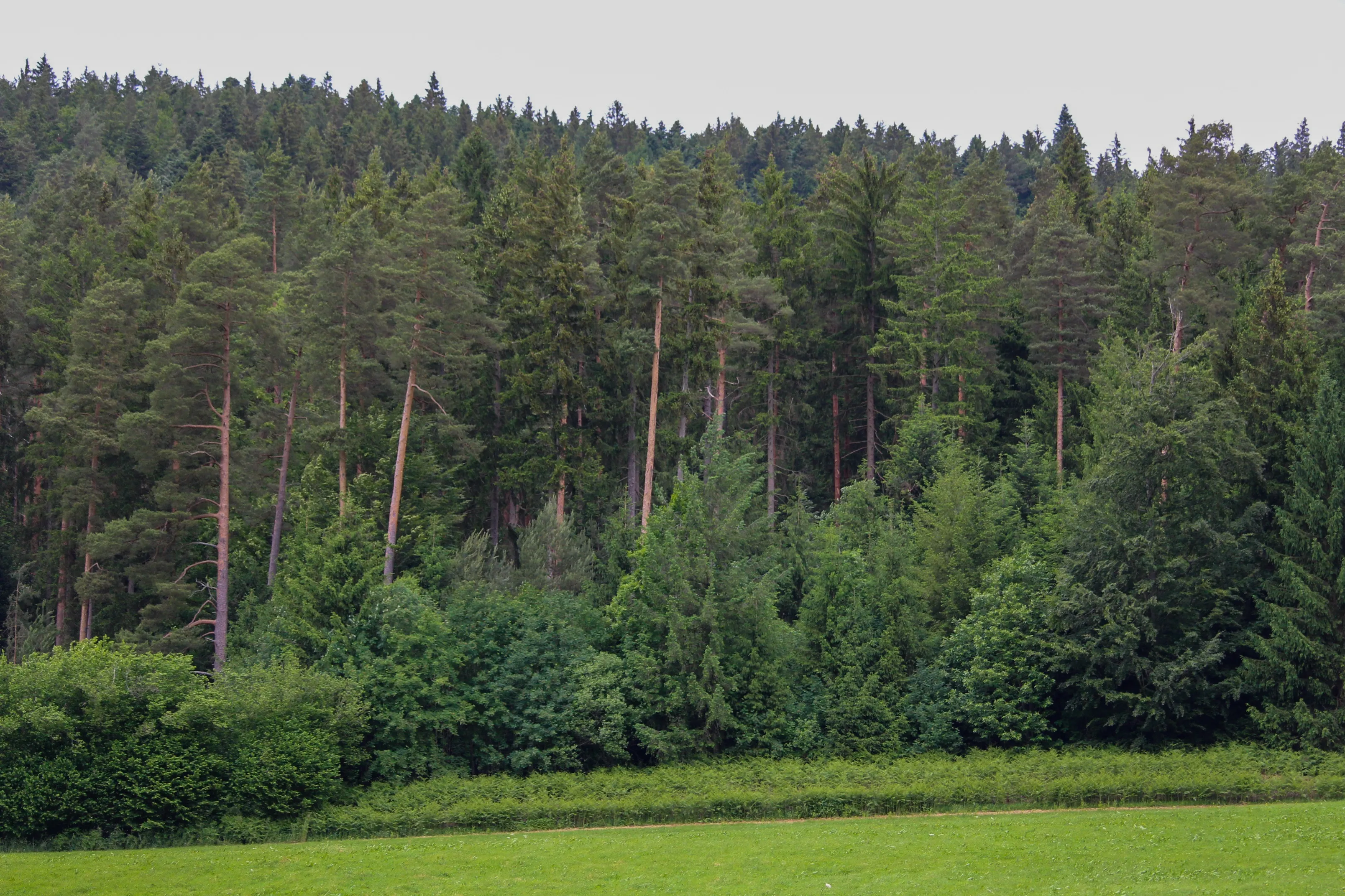 Forstwirtschaft