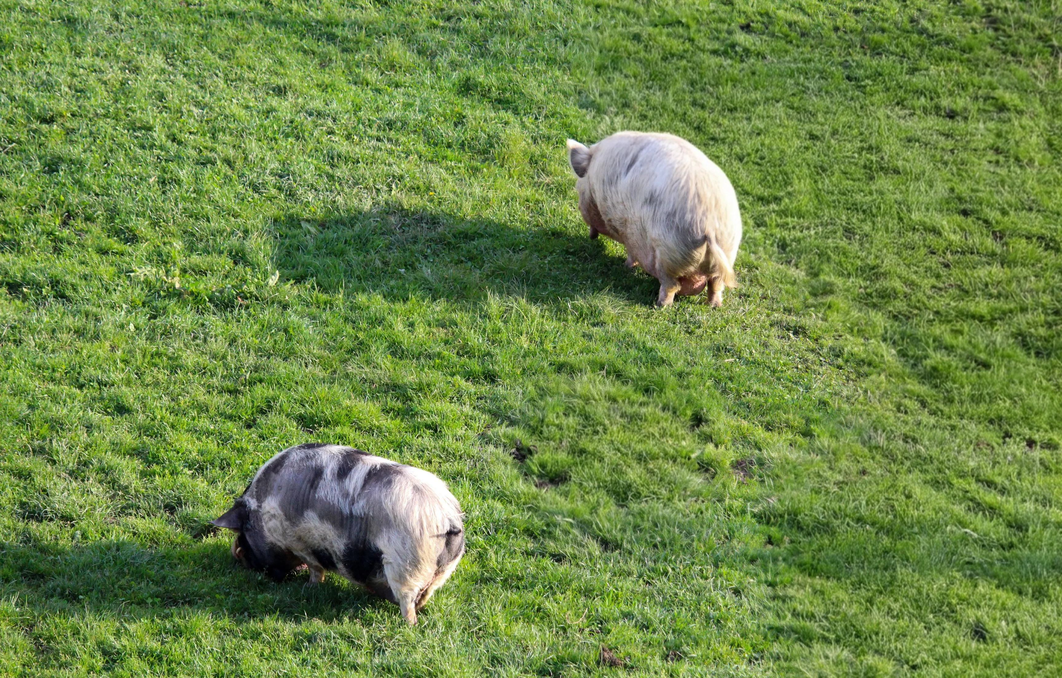 Schweine